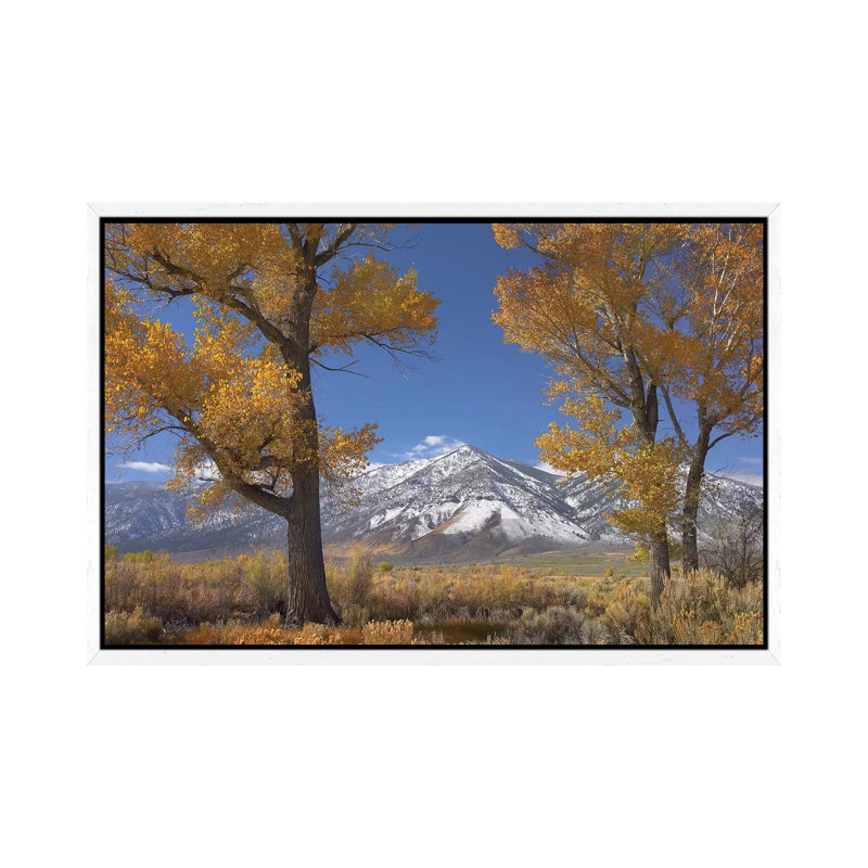 Cottonwood Trees, Fall Foliage, Carson Valley, Nevada II 1 Piece Wall Art on Canvas, 66.04 cm H x 45.72 cm W, White Framed