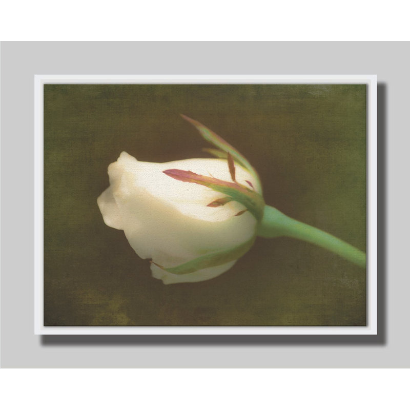 Rose blanc doux par Hal Halli. Estampe numérique, Cadre flottant sans passe-partout, H 30,5 po x l 40,5 po, Blanc