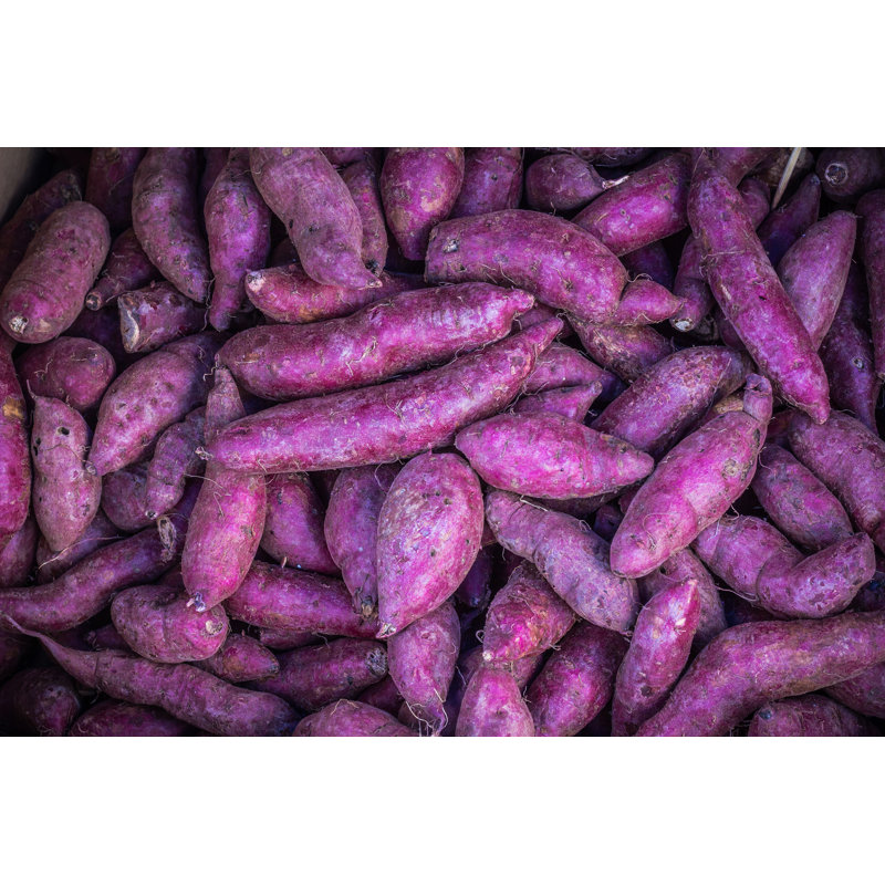 Mauve patate douce, H 24 po x l 36 po