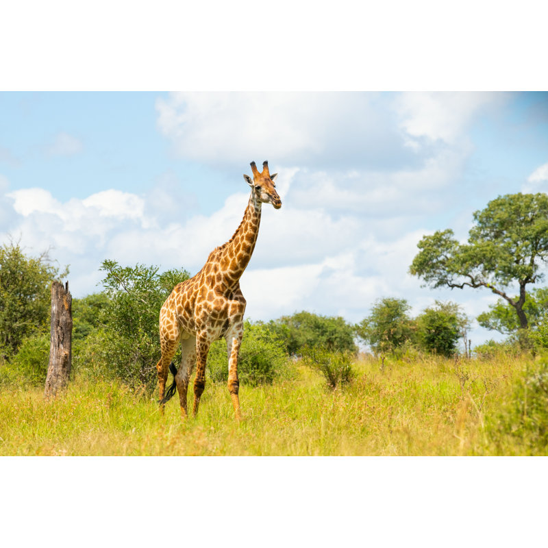 Beautiful Giraffe par - Photographie de toile tendue, L 48 po x H 32 po