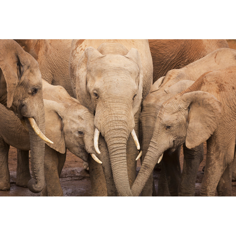 Herd Of Elephants In Addo Elephant National Park, South Africa - Wrapped Canvas Print, 81cm H x 122cm W x 3.8cm D