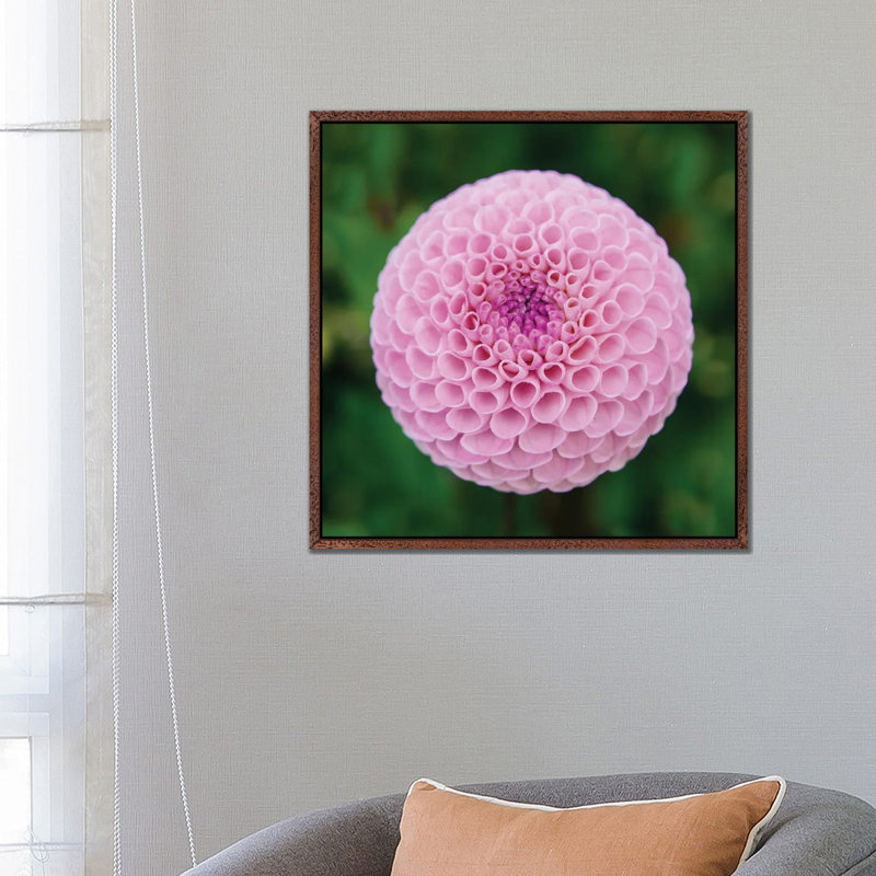 Close Up Of Blooming Pink Dahlia In Rhododendron Garden, Point Defiance Park, Tacoma, Washington, USA by Panoramic Images - Print on Canvas