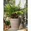 Porte-pot Koala Pot Buddy
