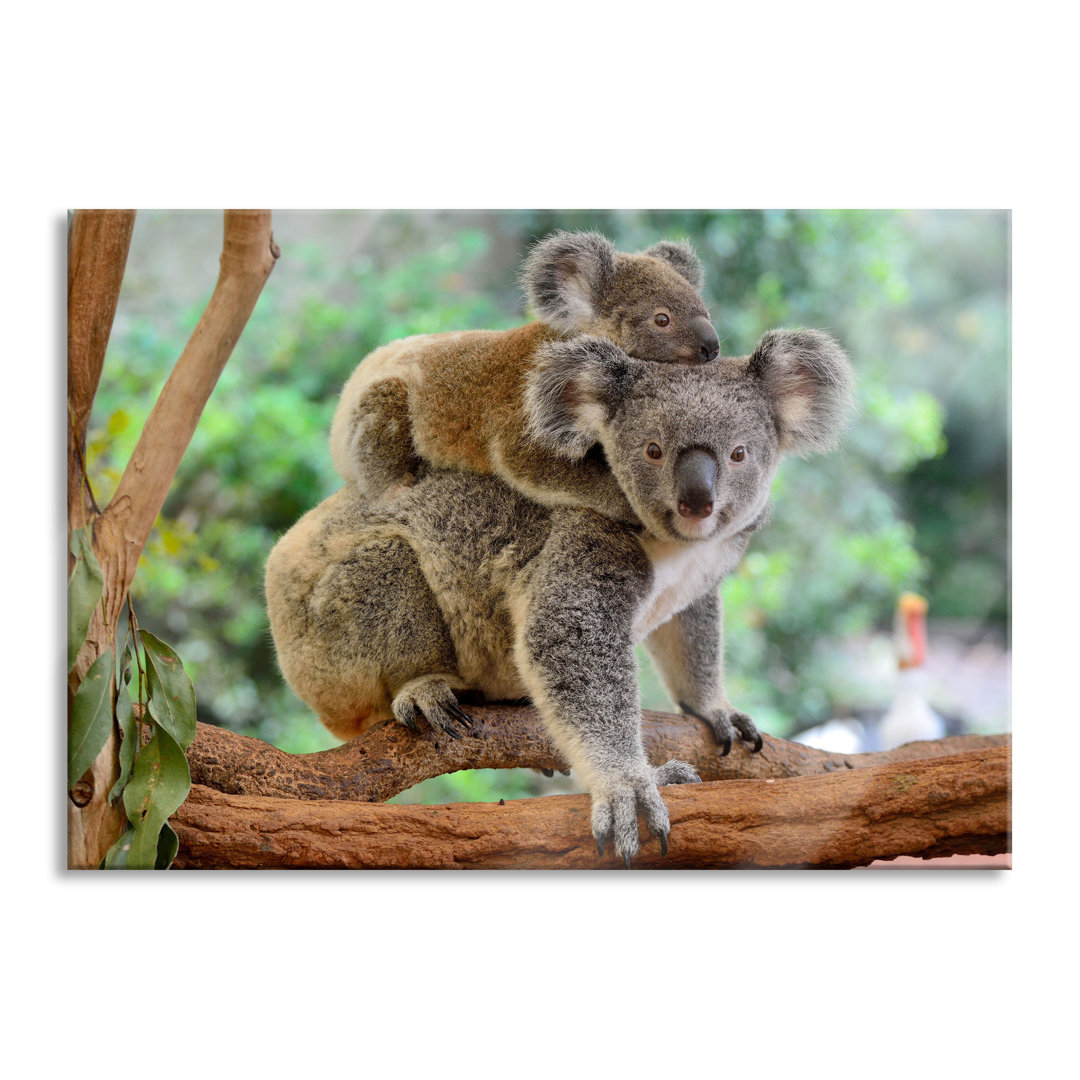 Glasbild Koala-Mutter mit Kind auf ihrem Rücken