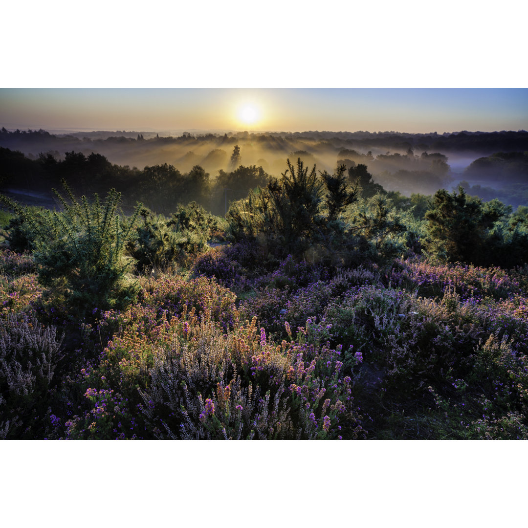 Morgendämmerung in den Surrey Hills von Simonbradfield - Drucken