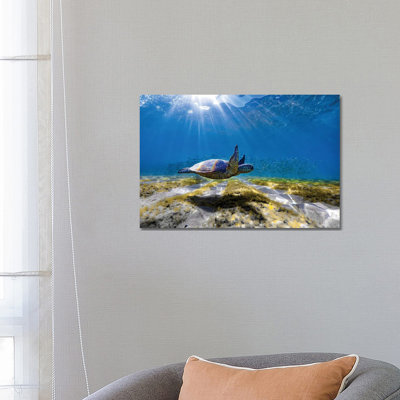 Waimea Turtle Glide by Sean Davey - Wrapped Canvas Gallery-Wrapped Canvas Giclée