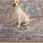 Kuhlman Oriental Machine Washable Rust/Orange Area Rug-610813455