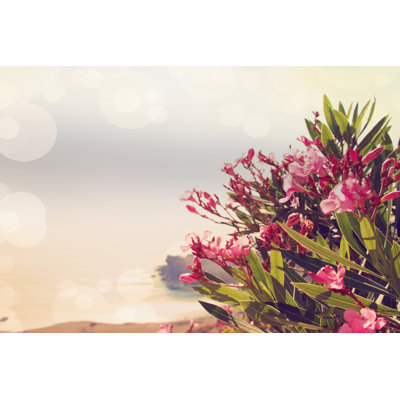 Flowers In Paradise II by Sylvia Coomes - Wrapped Canvas Print