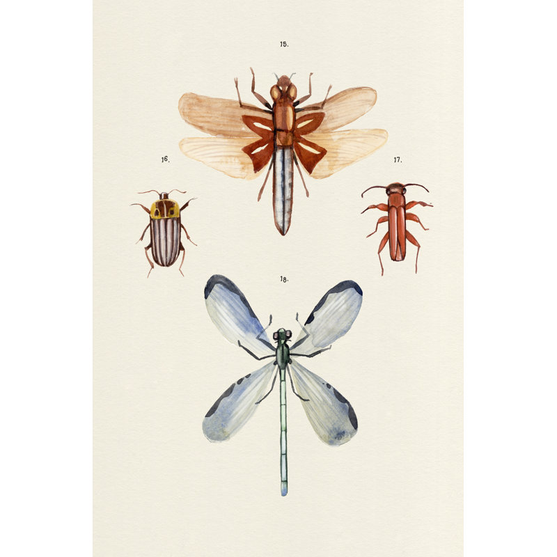 Insect Varieties IV by Annie Warren - Wrapped Canvas Painting, 46cm H x 30cm W x 3.8cm D