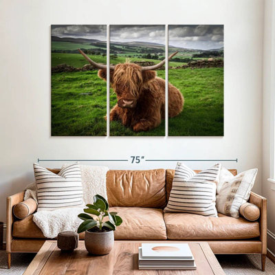 Vache Highland