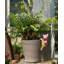 Cintre Beatrix Potter Pigling Bland Pot