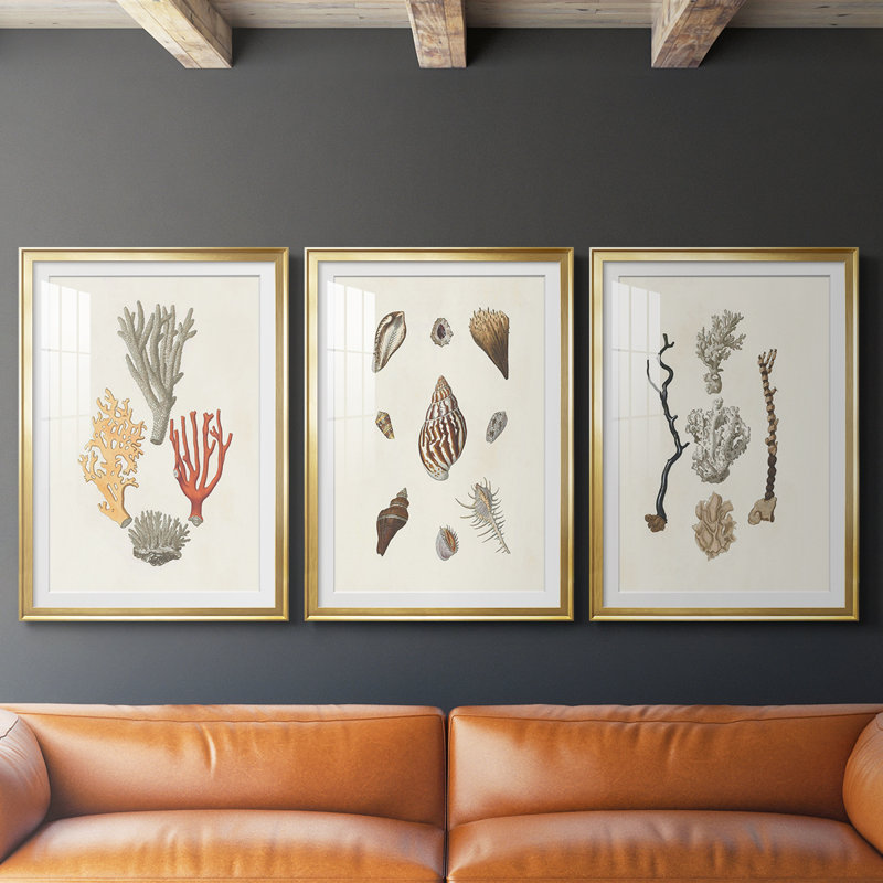 Knorr Shells & Coral IV - Impression encadrée sur mesure de qualité supérieure - 3 pièces, H 21 po x l 30 po, Doré