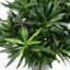 40cm Faux Evergreen Plant in Pot Liner