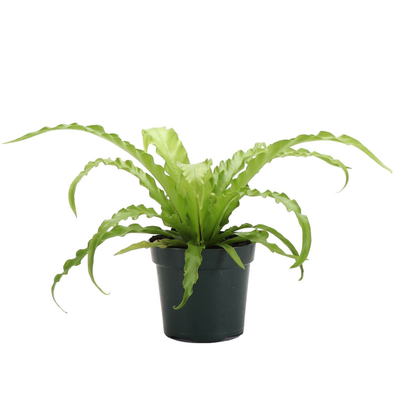 Live Victoria Bird's Nest Fern Plant