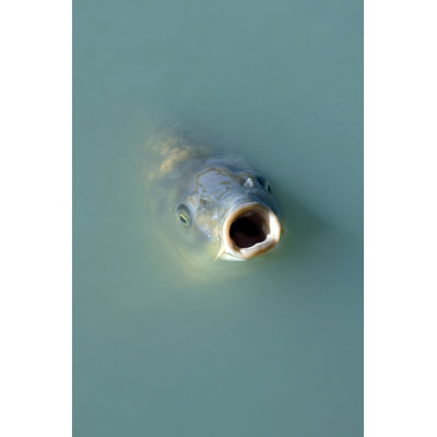Laelyn, poisson affamé actif - photographie sur toile tendue