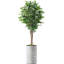 Faux Ficus Tree in Planter-86407215-116650737