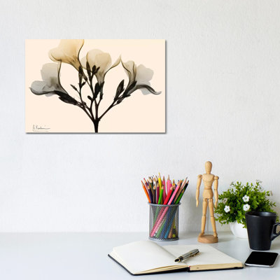 Oleander Dawn by Albert Koetsier - Wrapped Canvas Print
