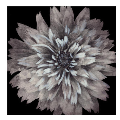 Starburst Floral II by Chelsea Art Studio - Graphic Art