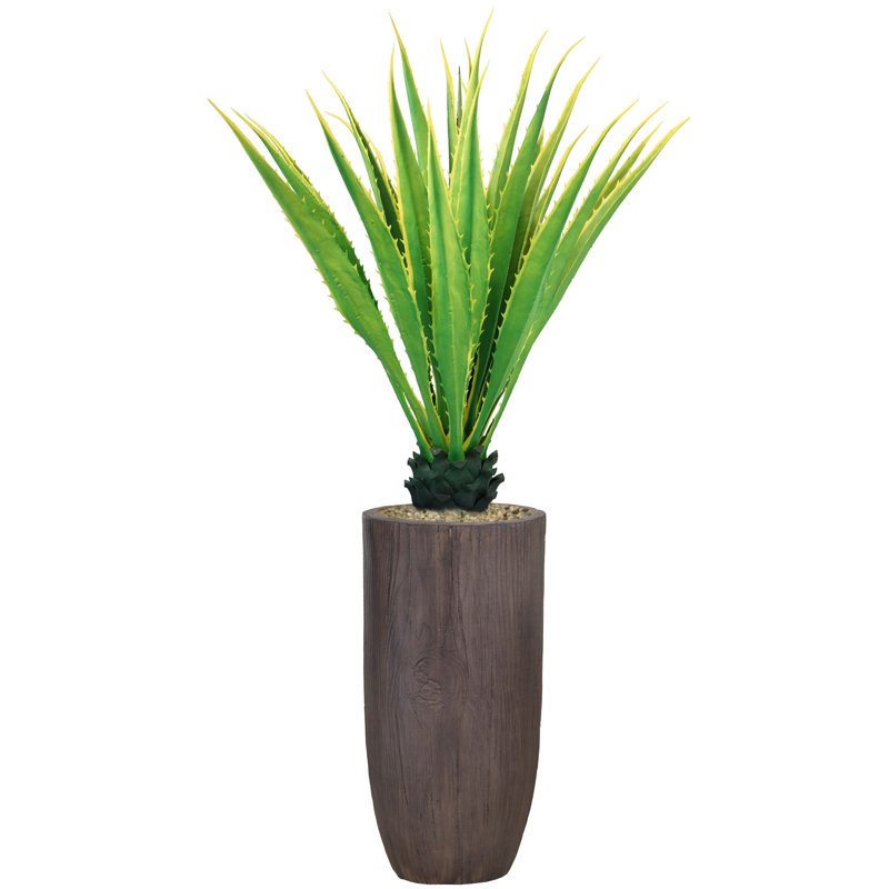 Agave en pot Panama