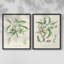 Antique Ammond Botanical III - reproduction encadrée de qualité supérieure - prête à être accrochée - aucun clou requis - aucun clou requis-1669487680-1669487682