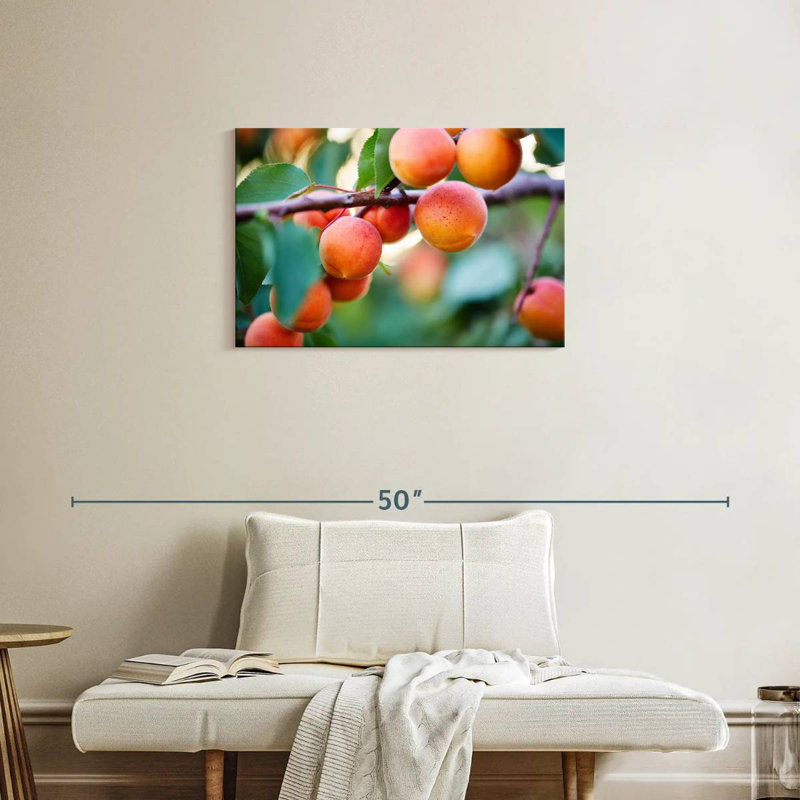 Yarlin abricots pour la récolte, H 20 po x l 30 po