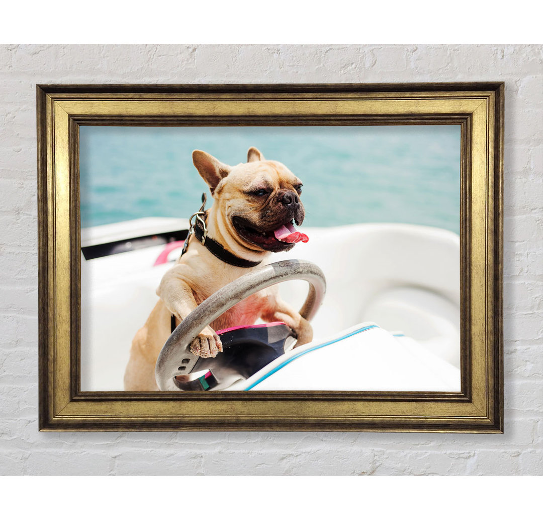 Speed Boat Französische Bulldogge - Bilderrahmen Kunstdrucke