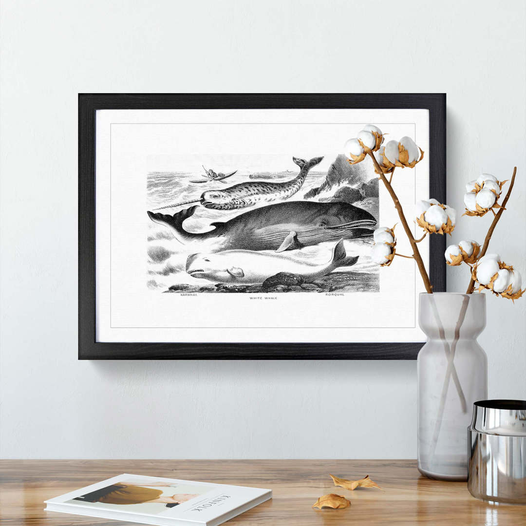 Assortment of Whales by John Karst - Framed Print