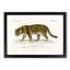 Jaguar by Charles dOrbigny - Framed Print-55576153-55576156