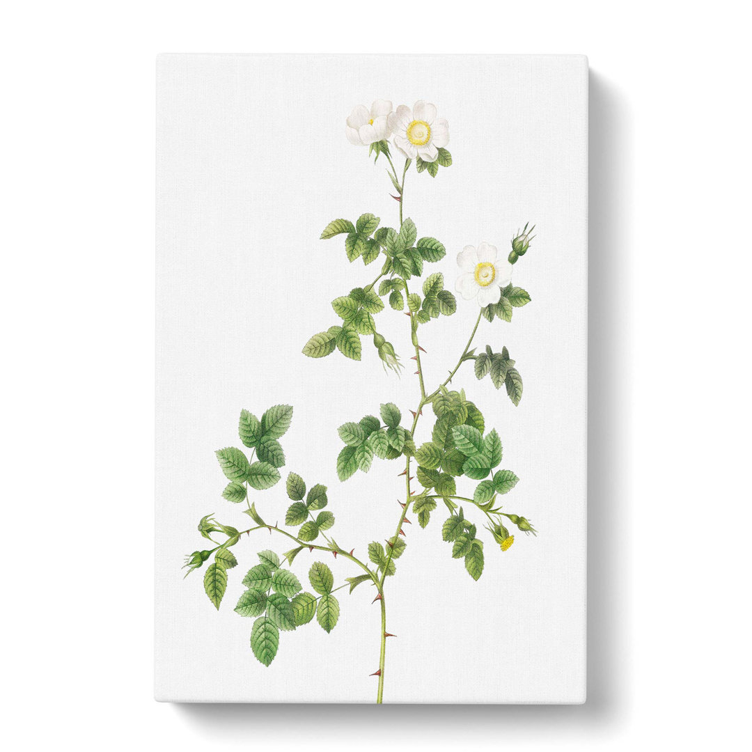 Sweetbriar Rose in White by Pierre-Joseph Redoute - Wrapped Canvas