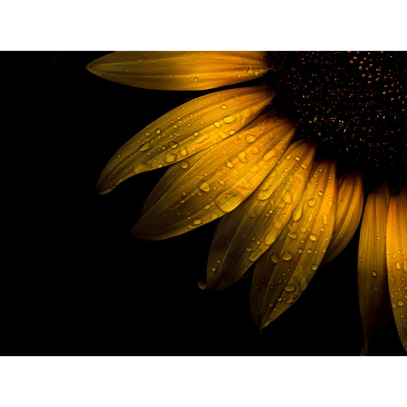 «Sunflower Détail II» par Brian Carson - impression sur toile tendue, H 36 po x l 48 po