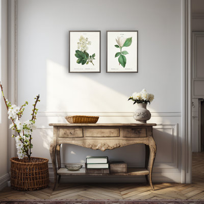 Hortensia blanc sur fond blanc
