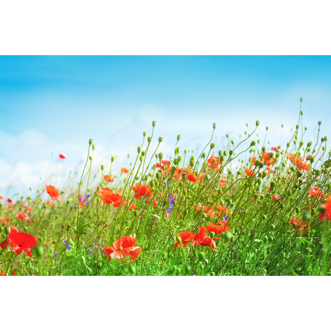 Leinwandbild Landschaft mit blauem Himmel und roten Mohnblumen