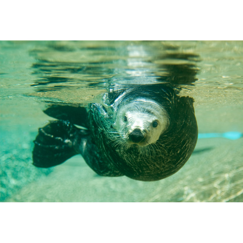 Loutre de mer nageant par Jclegg, H 12 po x l 18 po