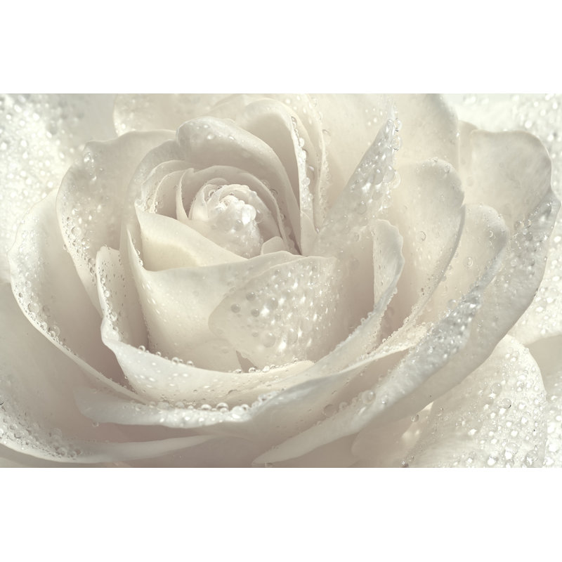 Beautiful White Rose. - Wrapped Canvas Print, 51cm H x 76cm W x 3.8cm D