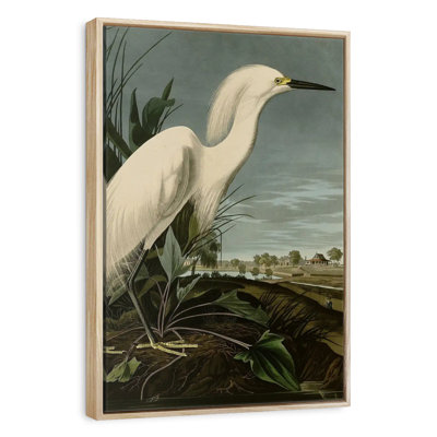 Snowy Heron Or White Egret