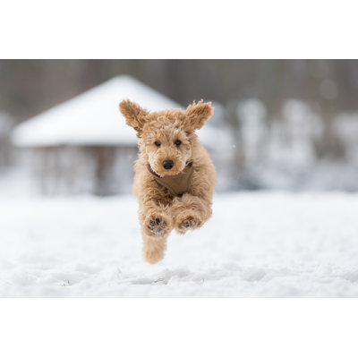 " Poodle Puppy Is Jumping In The Snow "