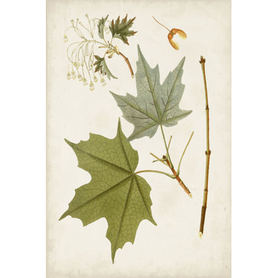 Feuilles antiques VII
