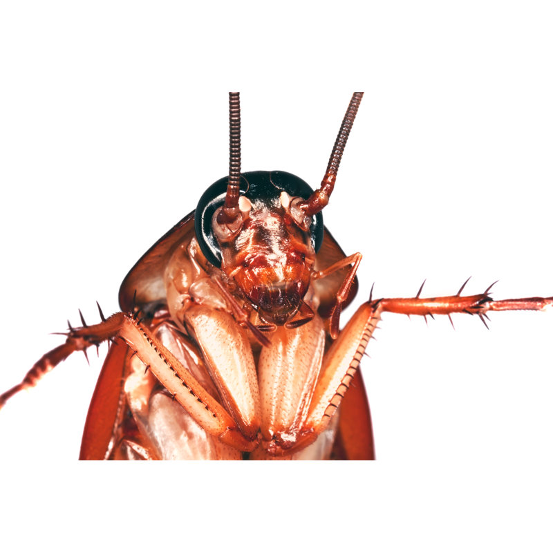 Chazre Cockroach par Aetmeister, H 12 po x l 18 po