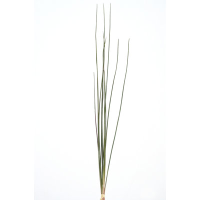 WIRED GRASS BUNDLE X 12 - GREEN
