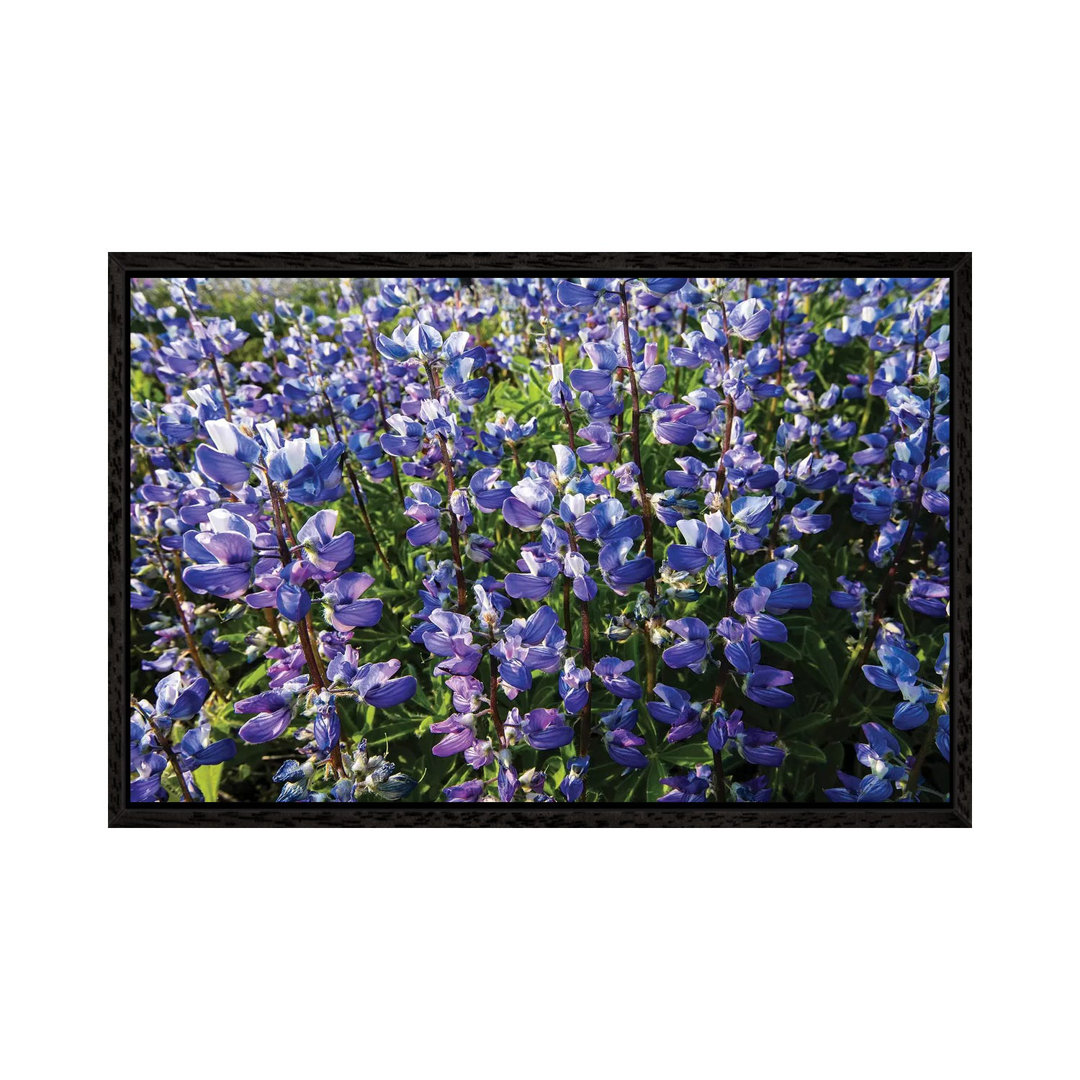 Wildblumen auf einem Feld, Mount Rainier National Park, Washington State, USA