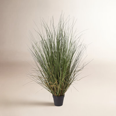 48" Onion Grass in Pot