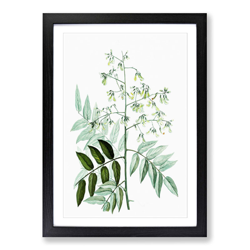 Japanese Pagoda Tree by Pierre-Joseph Redoute - Picture Frame Graphic Art Print, Black Framed, 48cm H x 36cm W x 2cm D