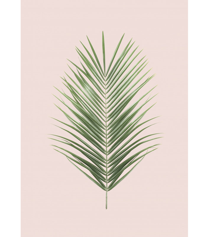 Palm Leaf