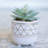 Faux Succulent Plant in Ceramic Pot-209760562-209760566