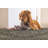 Rectangle Azalia Oriental Machine Woven Polypropylene Indoor / Outdoor Area Rug in Gray/Brown-1477237981