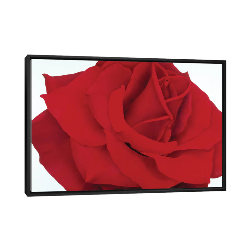 " Red Rose " by Yvonne Poelstra-Holzhaus, 18" H x 26" W x 1.5" D, Black Framed Canvas, No Mat