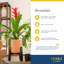 Foliage Plant in Planter