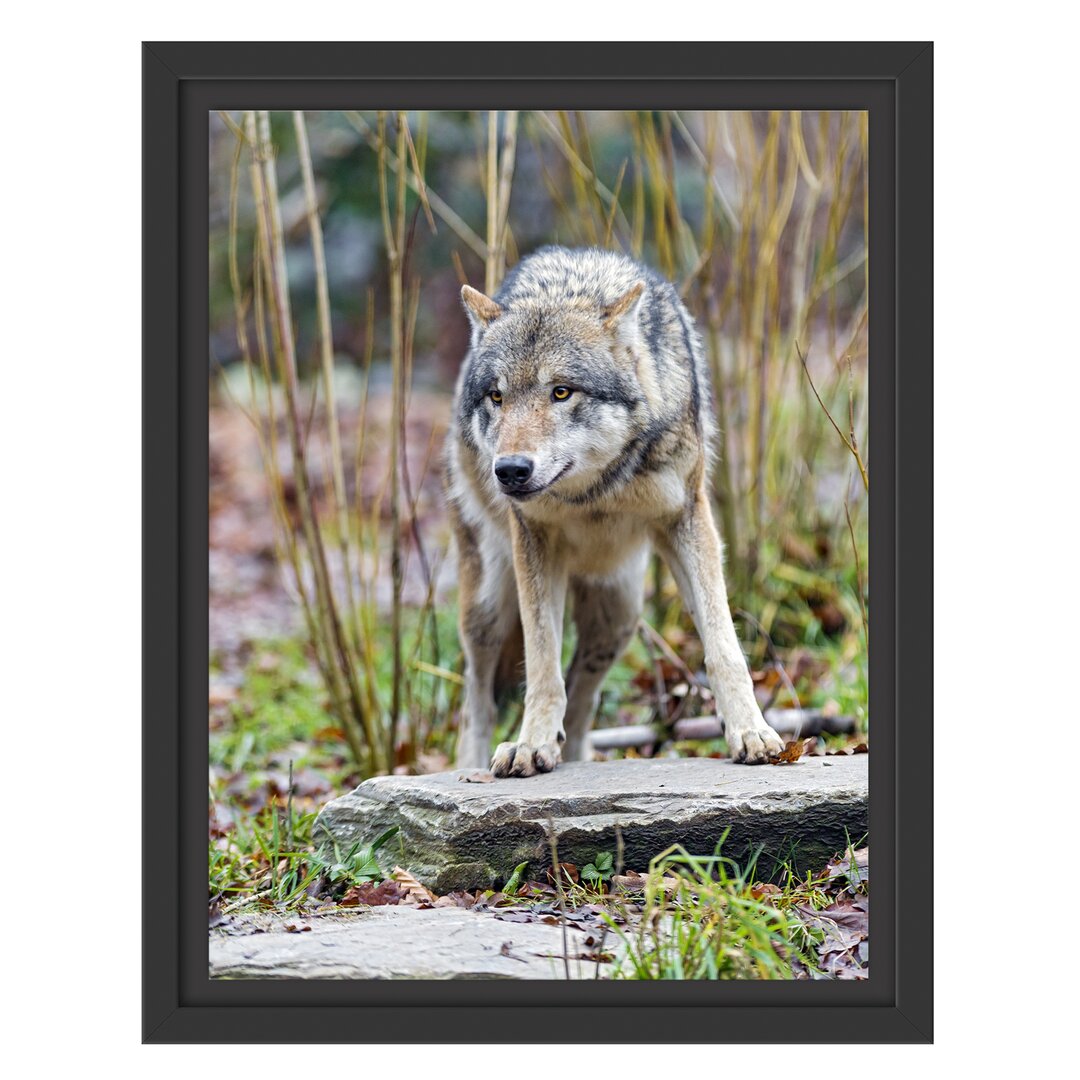 Gerahmtes Wandbild lauernder Wolf