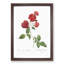 Red Cabbage Rose by Pierre-Joseph Redoute - Picture Frame Painting Print-55597902-55597901