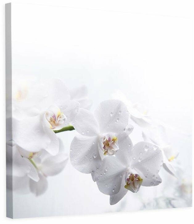 Leinwandbild White Orchids 1